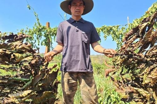 Gia Lai: Công an vào cuộc vụ gần 600 cây cà phê, chanh dây của người dân bị kẻ gian chặt phá