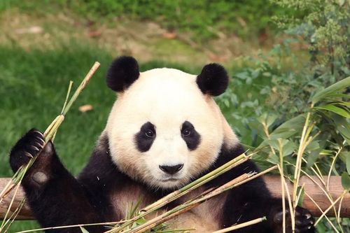 Hàng nghìn người Hàn tới chia tay gấu trúc Trung Quốc