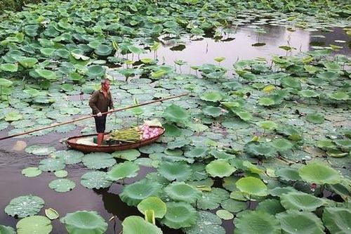 Dùng vôi bột xử lý phèn mặn để trồng sen Hồ Tây