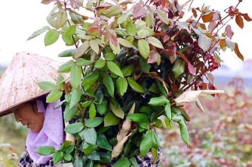 Vựa hoa lớn nhất Hà Nội trước ngày 8/3