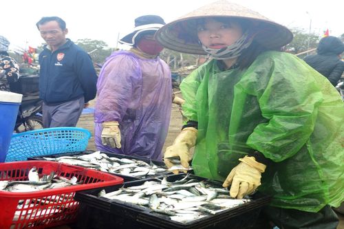 Được mùa cá trích, ngư dân Nghệ An kiếm tiền triệu mỗi ngày