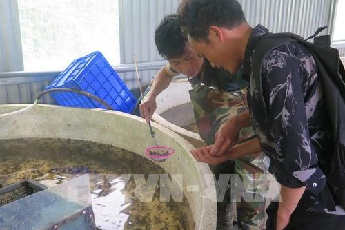 Lào Cai: Phát triển nghề cá nước lạnh theo hướng an toàn, bền vững
