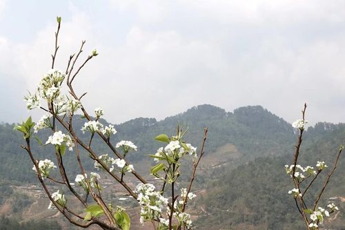 Mùa hoa lê ở vùng cao Mù Cang Chải