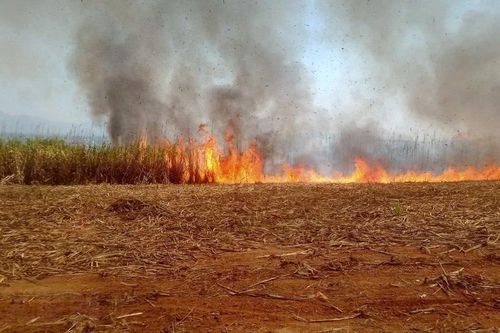 Kon Tum: Đốt rẫy sau thu hoạch, hộ nông dân gây cháy gần 6 ha ruộng mía