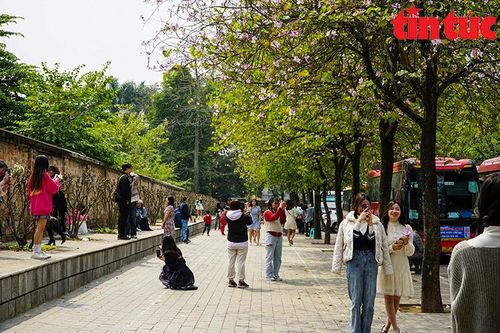 Hoa ban bung nở trên khắp phố phường Hà Nội