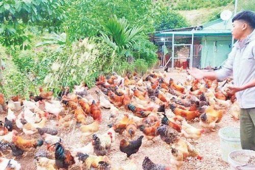 Anh nông dân thu lãi cả trăm triệu nhờ nuôi gà theo 'cách lạ'