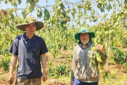Gia Lai: Làm rõ việc một gia đình bị kẻ xấu chặt hơn 500 cây cà phê và chanh dây