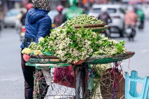 Hoa bưởi đầu mùa ở Hà Nội bán giá 500.000 đồng/kg vẫn đắt hàng