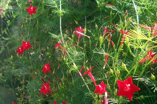 Dây tóc tiên chữa bệnh gì?