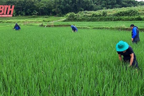Chú trọng công tác dự báo sâu bệnh hại cho cây trồng