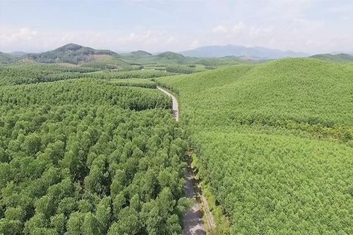 Để sớm đạt mục tiêu Net Zero: Trồng thêm 500.000 ha rừng gỗ lớn