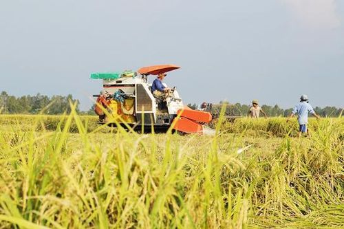 Nông nghiệp vẫn là trụ cột kinh tế của Thái Bình