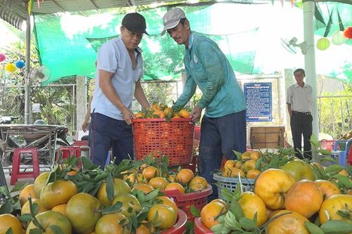 Trái quýt Lai Vung đậm vị tình người