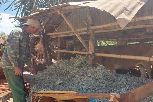 Mang Yang kịp thời khống chế bệnh lở mồm long móng trên đàn bò