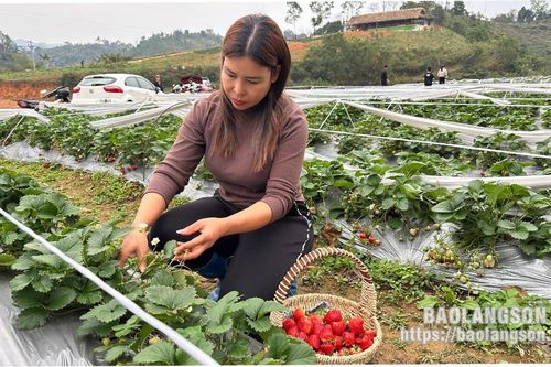 Làm giàu từ cây dâu tây giống