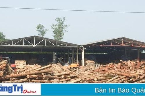Cam Lộ tăng cường quản lý, bảo vệ và mở rộng diện tích rừng