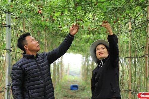 Cách làm hiệu quả ở HTX hữu cơ Mộc Vân Trang