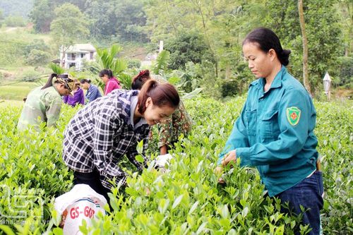Phú Lương: Chuyển đổi 206ha cây trồng trên đất trồng lúa