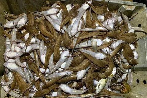 Mặn mà hương vị cá chai