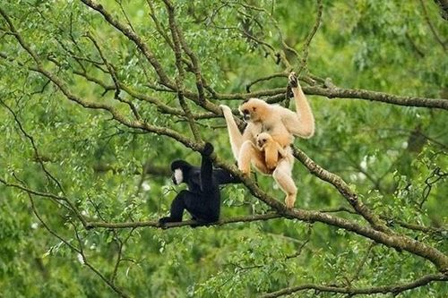 Nghệ An: Ban hành kế hoạch quản lý và bảo vệ môi trường khu Dự trữ sinh quyển miền Tây Nghệ An