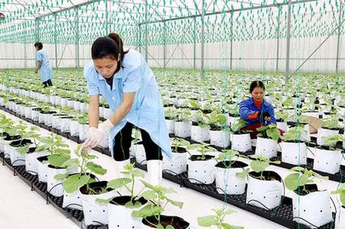 Có HTX làm điểm tựa, nông dân Hà Nam tự tin ứng dụng công nghệ cao, thu hàng trăm triệu mỗi năm