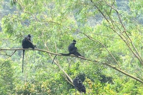 Đàn voọc có trong Sách Đỏ thế giới nhảy múa gần nhà dân