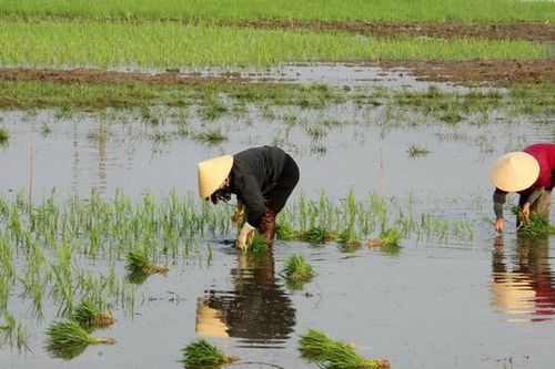 Tiết kiệm 0,72 tỷ m3 nước trong vụ Đông - Xuân 2023/24