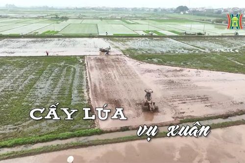 Cấy lúa vụ xuân | Nhịp sống Hà Nội | 04/03/2024