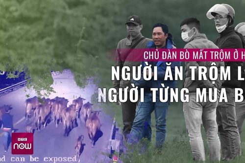 Người từng mua bò lại trộm cả đàn bò