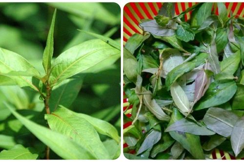 Rau răm cực tốt nhưng những người này nên hạn chế ăn