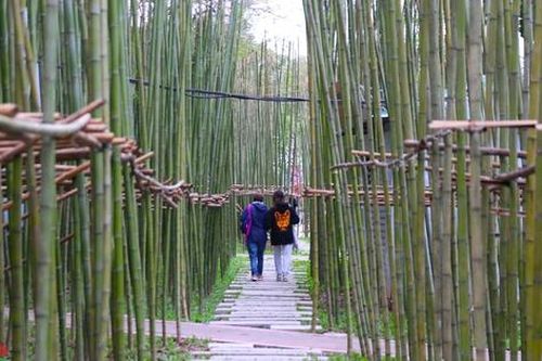 Xử lý nguy hiểm tiềm ẩn ở vườn trúc hồ Trúc Bạch