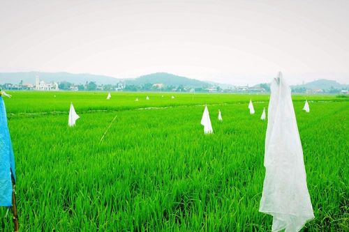Nông dân bất an vì chuột cắn phá lúa