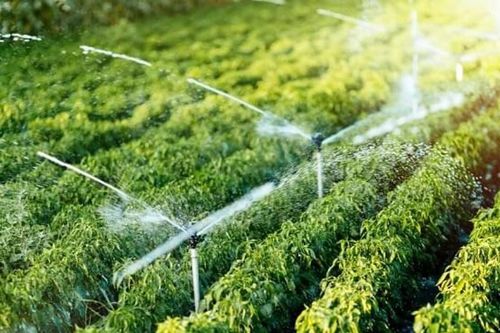 Quy hoạch phát triển lâm nghiệp gắn với bảo vệ môi trường