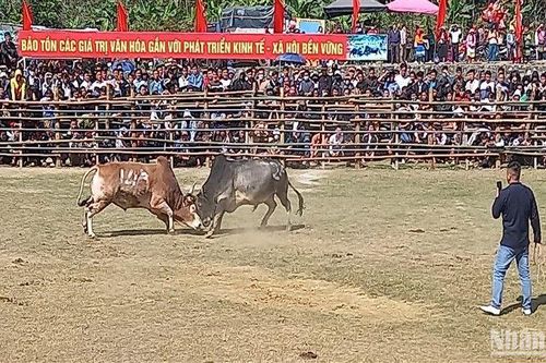 Sôi động Lễ hội chọi bò ở huyện Bảo Lâm, tỉnh Cao Bằng