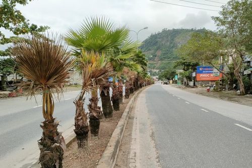 Bộ Công an yêu cầu Quảng Nam cung cấp thông tin liên quan đến trồng và chăm sóc cây xanh
