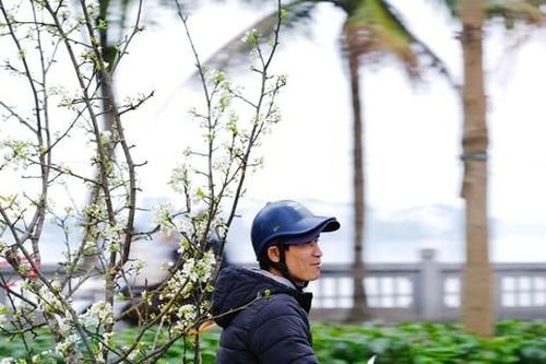 Thú chơi hoa lê rừng của người dân Thủ đô