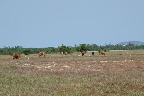 Các dự án của Tập đoàn Phúc Sơn tại Quảng Ngãi hiện như thế nào?