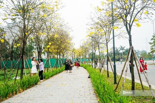 'Phát sốt' với con đường hoa phong linh vàng rực ở Hà Nội