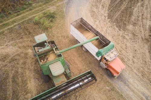 Trung Quốc mua số lượng lớn ngũ cốc nước ngoài khi giá toàn cầu sụt giảm
