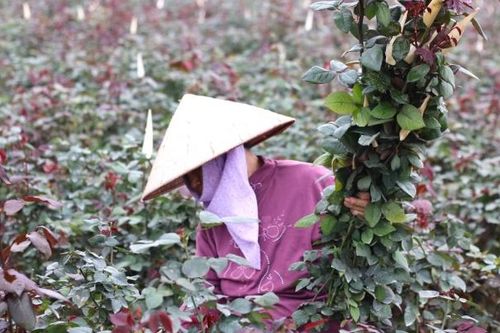 Người dân trồng hoa Mê Linh tất bật thu hoạch trước ngày 8/3