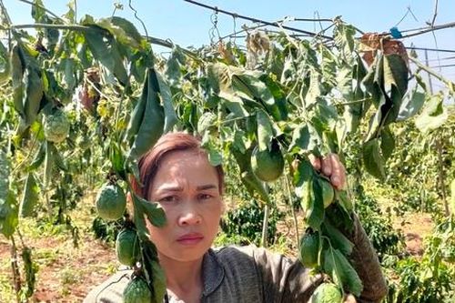Một hộ dân ở Gia Lai bị kẻ gian chặt phá gần 600 cây cà phê, chanh dây