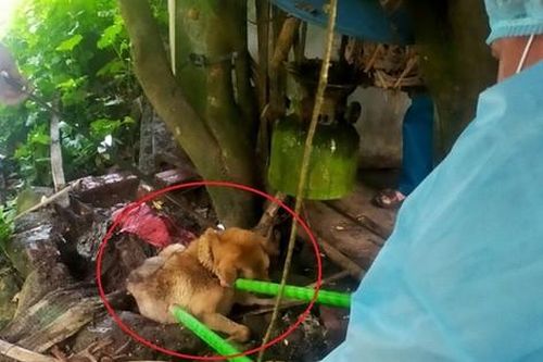Sau vụ chó dại cắn 14 người, Quảng Ninh huy động hàng chục nghìn liều vắc xin tiêm phòng cho chó mèo