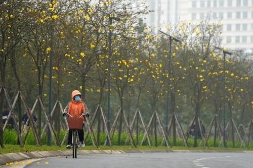Mãn nhãn với đường hoa phong linh nở vàng đầu mùa trên đường phố Hà Nội
