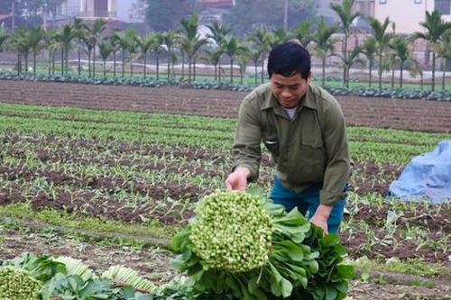 Giá rau 'neo' cao, người dân Hà Nội phấn khởi thu hoạch
