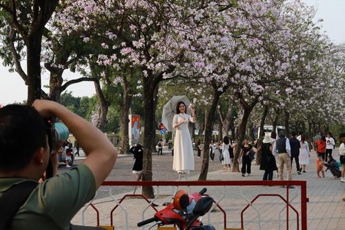 Hoa ban khoe sắc trên phố Hà Nội, thợ ảnh 'cháy máy', thu bạc triệu mỗi ngày