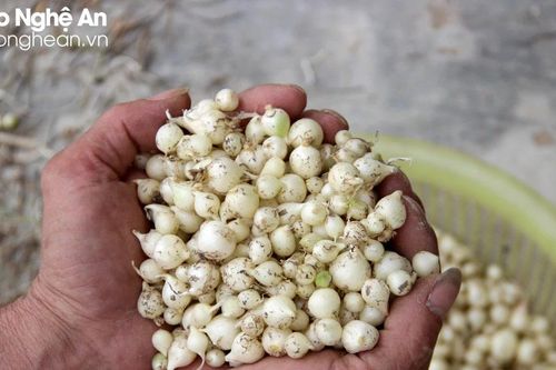 Hành tăm Nghệ An tăng giá mạnh đầu vụ