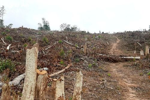 Vụ phá rừng ở xã Mai Sơn (Tương Dương): Sẽ xem xét, xử lý trách nhiệm các tổ chức, cá nhân liên quan