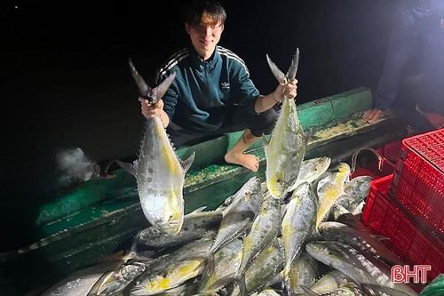 Ngư dân thị xã Kỳ Anh trúng hơn 30 tấn hải sản chỉ trong 2 ngày