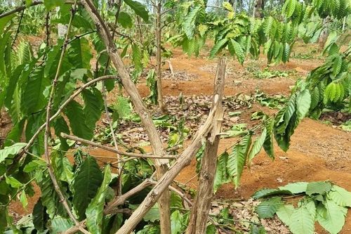 Gia Lai điều tra vụ chặt phá hàng trăm cây càphê, chanh dây trước vụ thu hoạch