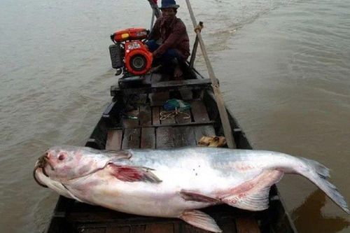 1/5 số loài cá ở sông Mê Kông có nguy cơ tuyệt chủng